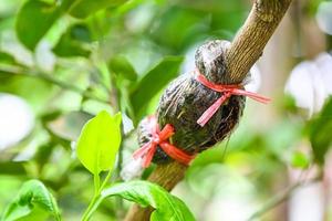 propagation de la chaux, greffe de plantes d'arbres sur une branche de citronnier dans une ferme d'agriculture biologique photo