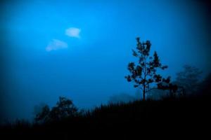 arbre la nuit et ciel bleu fond sombre photo