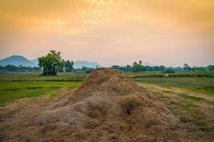 paille de riz sur le terrain de paysage de campagne avec arbre et pré vert au coucher du soleil agriculture agricole photo