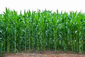 champ de maïs grandir champ de maïs vert plante agricole récolte arbre de maïs dans le domaine de l'agriculture photo