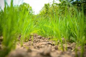 Champ de riz vert aride sol fissuré terre sèche pendant la saison sèche dans la zone agricole de rizière catastrophe naturelle agriculture endommagée photo