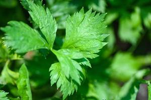 feuilles de céleri dans le légume du jardin, feuilles de céleri vert pour la nourriture photo