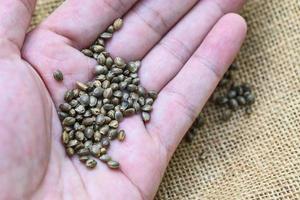 graines de cannabis à la main, graines de chanvre, graines de marijuana, graines de cannabis sur sac avec fond de scoop pour la plantation. CBD photo