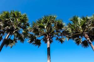 palmier avec fond de ciel bleu au soleil à phuket, thaïlande photo