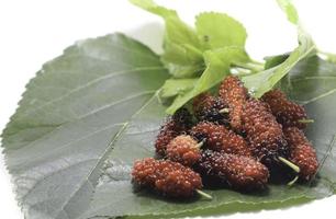 fruit de mûrier - sur fond blanc - fruit alimentaire - pour la santé en tant qu'herbe médicinale - élevage de vers pour produire de la soie. photo