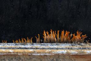 abstrait et flou du tronc orange champignon qui pousse sur les coins des bords de bois humides. photo