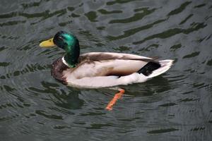 une vue d'un canard colvert photo