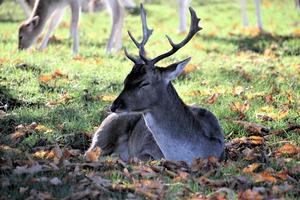 Une vue de certains daims à Richmond Park à Londres photo