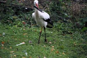 Un gros plan d'une cigogne blanche à la réserve naturelle de martin mere photo