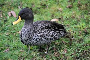 une vue d'un canard à bec jaune photo