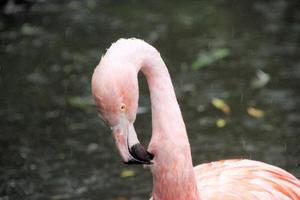 une vue d'un flamant rose photo