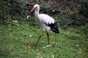 Un gros plan d'une cigogne blanche à la réserve naturelle de martin mere photo