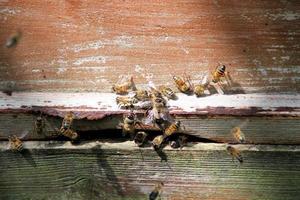 une vue de quelques abeilles autour d'une ruche photo