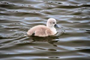 Un gros plan d'un cygne tuberculé cygnet sur le lac de Nantwich photo