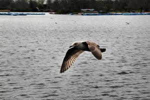 un gros plan d'une mouette photo