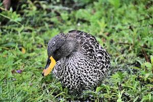 un gros plan d'un canard à bec jaune photo