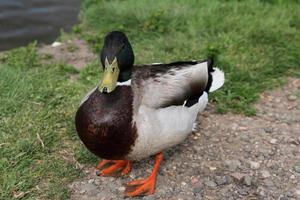 une vue d'un canard colvert au lac de nantwich photo