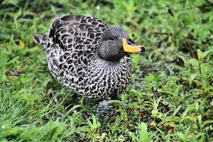 un gros plan d'un canard à bec jaune photo