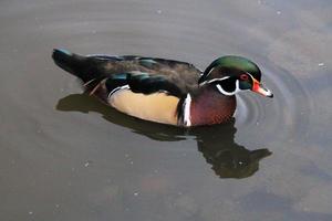 une vue d'un canard branchu sur l'eau photo