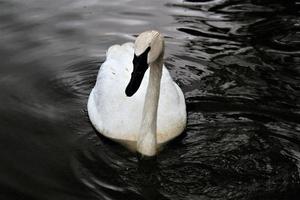 vue d'un cygne trompette photo