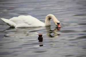 un gros plan d'un cygne muet photo