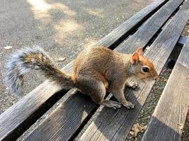 Un gros plan d'un écureuil gris à Londres photo