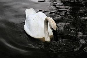 vue d'un cygne trompette photo