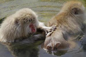 macaque japonais se toilettant près d'une source chaude photo