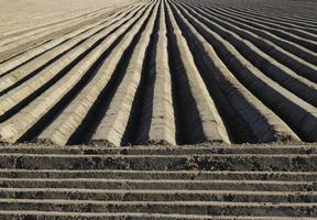 motifs rectilignes sur un champ agricole cultivé photo