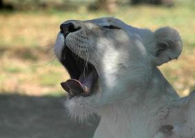 Libre d'un lion bâillant à l'ombre photo