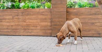 chien sans abri de couleur marron dans la rue en été photo