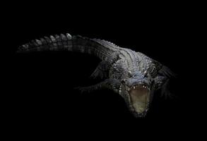 crocodile d'eau douce dans le noir photo