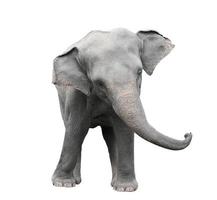 asie éléphant isolé fond blanc photo