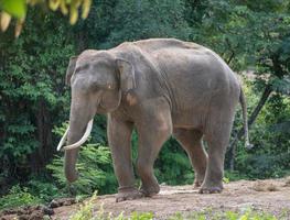 attache d'éléphant d'asie avec chaîne photo