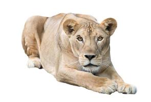 lion femelle isolé photo