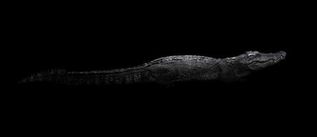 crocodile d'eau douce dans le noir photo