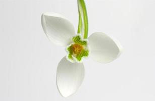 Un plan macro sur une fleur de perce-neige blanche sur fond blanc photo