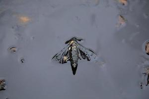 déversement de crabe et de pétrole brut sur la pierre un photo