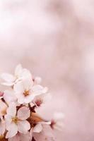 fleur de cerisier (sakura)