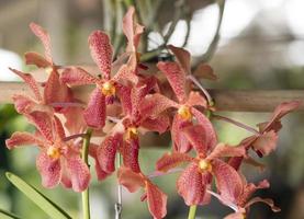 orchidée rouge. photo