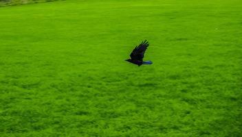 hdr corbeau oiseau animal photo