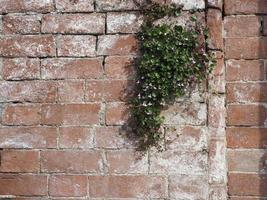 efflorescence sur mur de briques photo