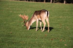 Un gros plan d'un daim dans la campagne du Cheshire photo