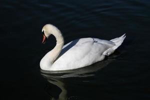 une vue d'un cygne muet photo