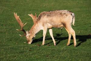 Un gros plan d'un daim dans la campagne du Cheshire photo