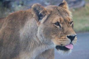 vue d'un lion d'afrique photo