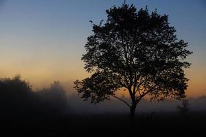 un paysage d'automne pittoresque, un arbre solitaire sur fond d'aube brumeuse, au bord de la rivière. photo