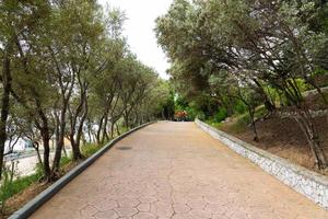 l'allée du parc des oliviers. oliviers des deux côtés d'une route goudronnée. photo