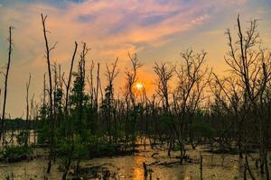 feuilles vertes de palétuviers et d'arbres morts dans la forêt de mangroves le soir avec une scène dramatique du ciel émotionnel photo