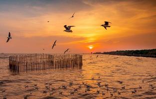 beau ciel coucher de soleil et nuages sur la mer. oiseau volant près de la forêt de mangrove d'abondance. écosystème de mangrove. bon environnement. paysage de bord de mer ou de côte. ciel coucher de soleil pittoresque en thaïlande. photo